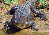 American Alligator_45108